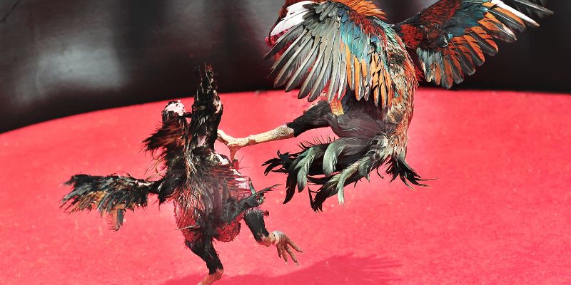 Lý do nên chọn đá gà Netwin